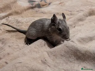 Degus rodents Young blue/grey degu's lovely and tame - Advert 1