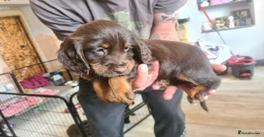 Cocker Spaniel dogs - Advert 15