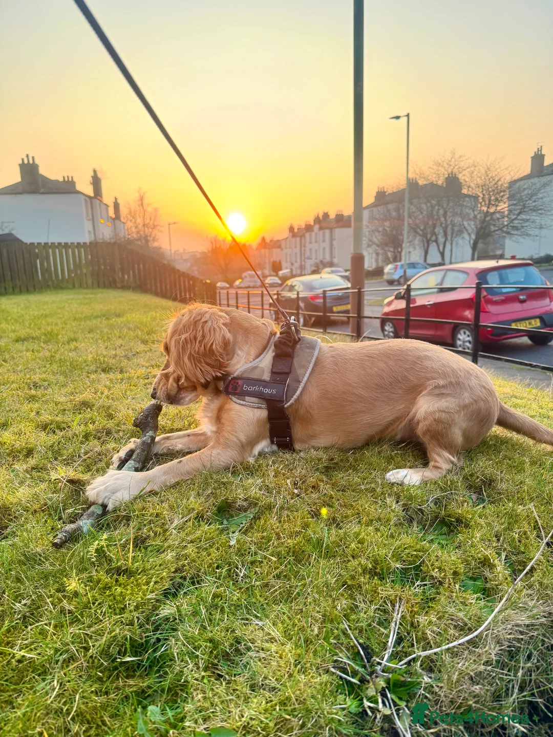 Cocker Spaniel dogs for sale: 💜 2 YEAR OLD BEAUTIFUL COCKER GIRL 💜 - Advert 2