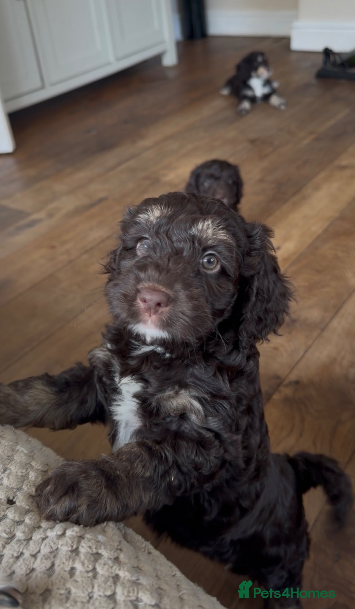 Cockapoo dogs F1 Cockapoo Puppies - READY NOW - Advert 7