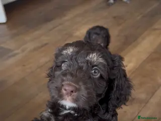 Cockapoo dogs F1 Cockapoo Puppies - READY NOW - Advert 7