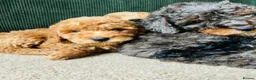 Cockapoo dogs for sale: F1B Toy Cockapoos - Advert 9