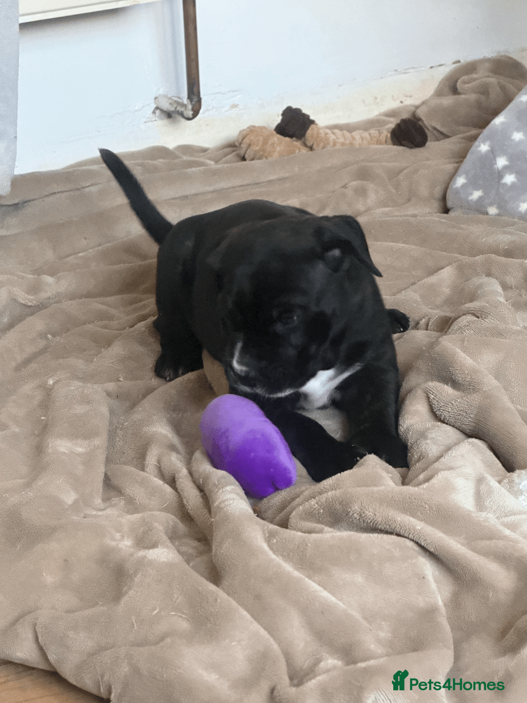 Presa Canario dogs for sale: 1 Male and 1 Female Quality Presa Canario Puppies in Solihull - Advert 17