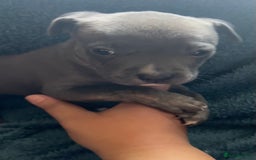Mixed Breed dogs for sale: Beautiful chunky bully cross staffy pups tri /fawn - Image 37
