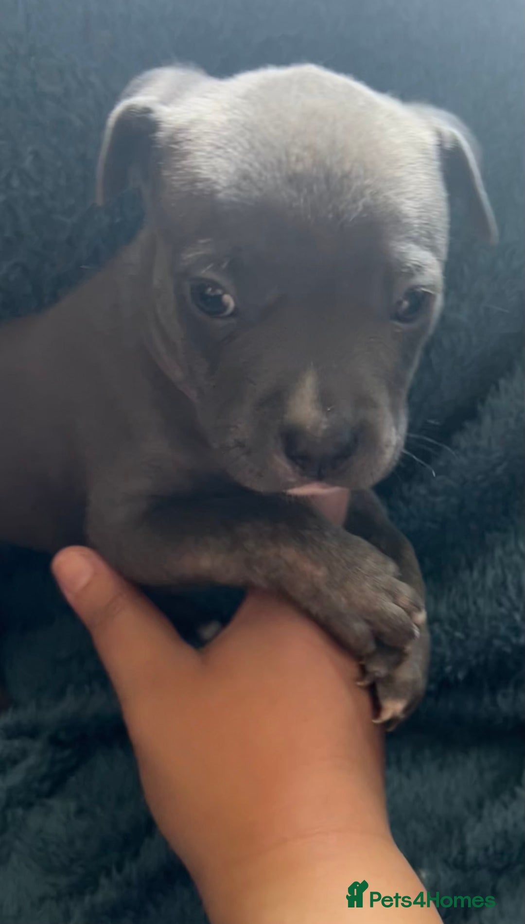 Mixed Breed dogs for sale: Beautiful chunky bully cross staffy pups tri /fawn - Image 37