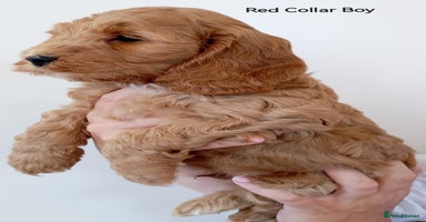 Cockapoo dogs - Advert 3