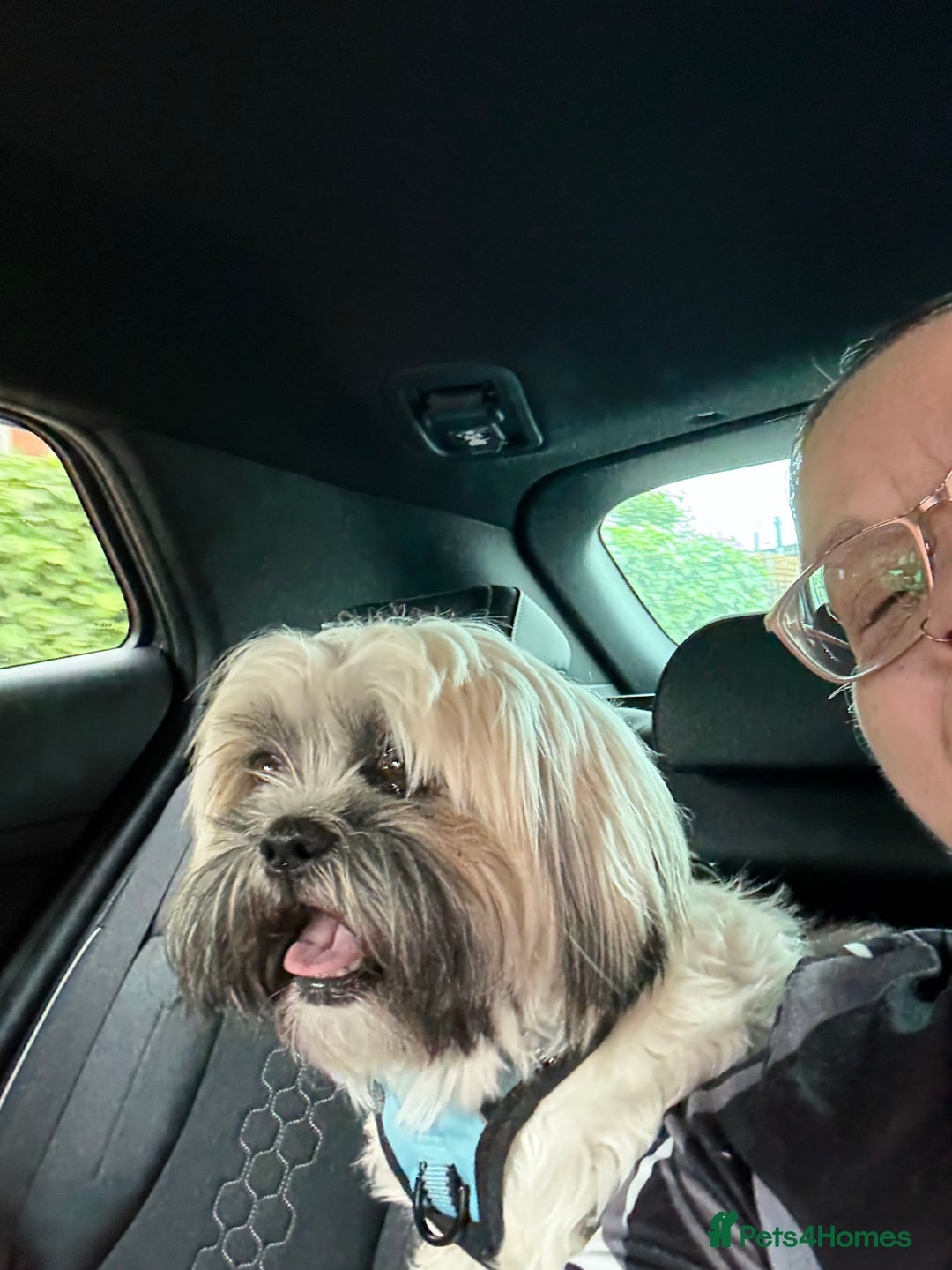 Shih Tzu dogs for sale: Shih tzu - Advert 10