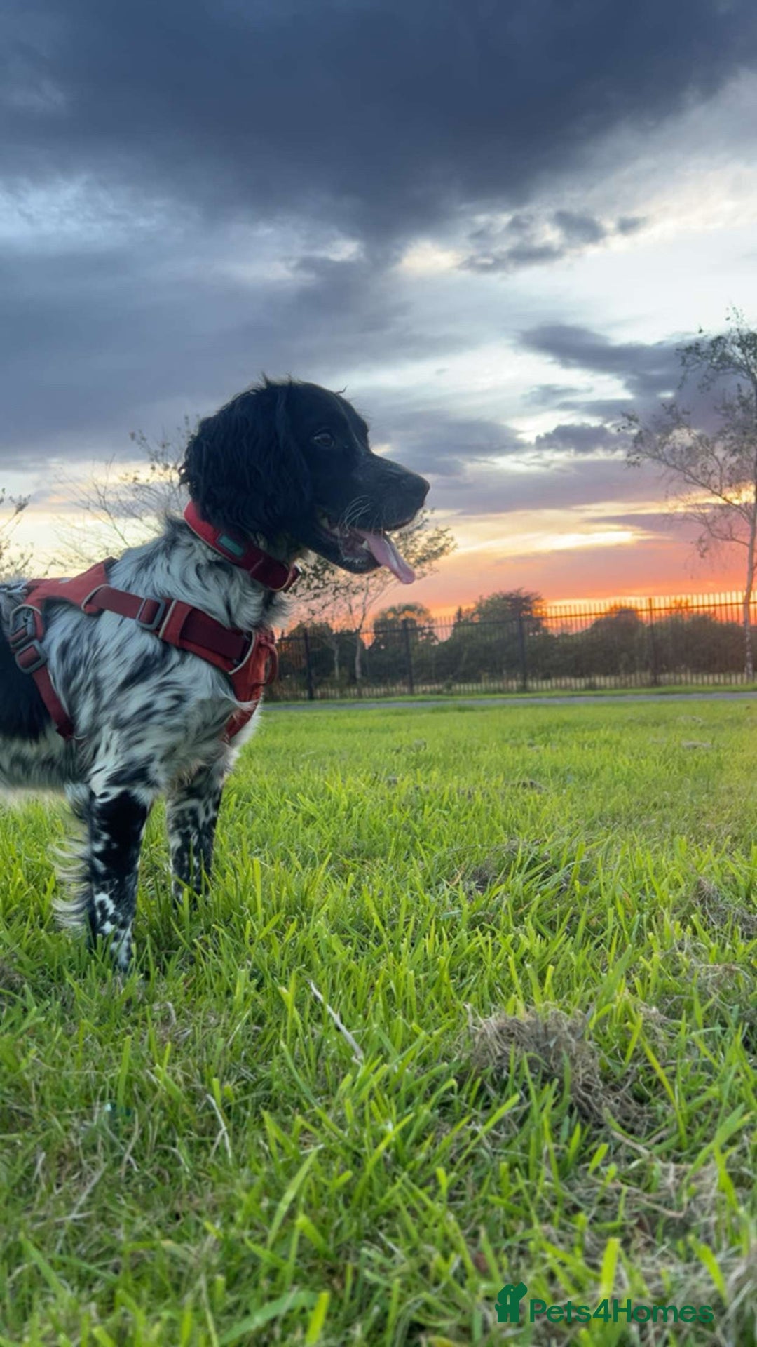 Cocker Spaniel dogs for sale: Puppies due to be born 10 November  - Image 3