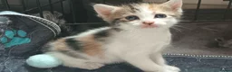 Mixed Breed cats for sale: Calico female! 8weeks old - Advert 5