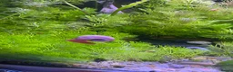 Snails fish for sale: Beautiful pearl pink ramshorn snails - Advert 4
