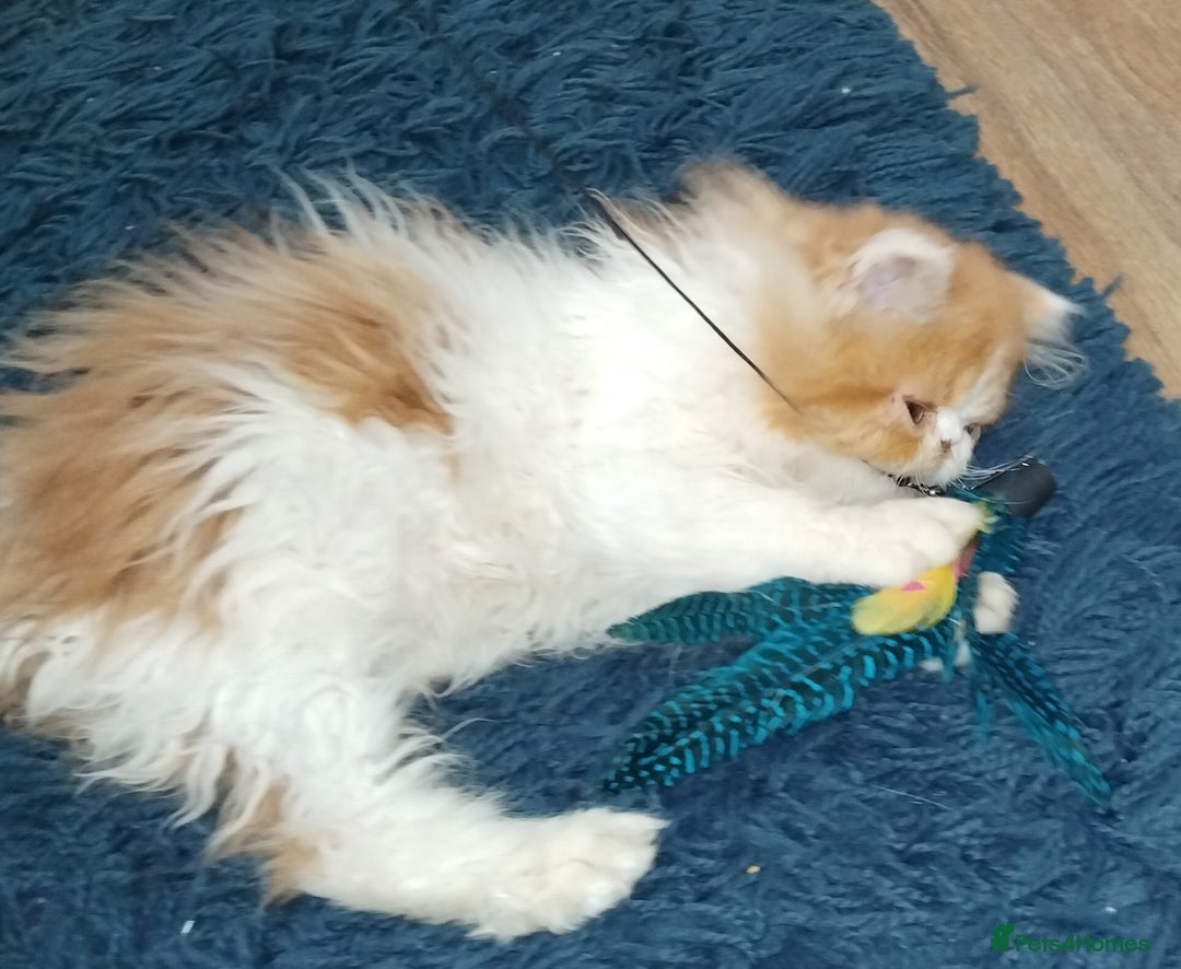 Persian cats for sale: Beautiful persian kittens  - Advert 4
