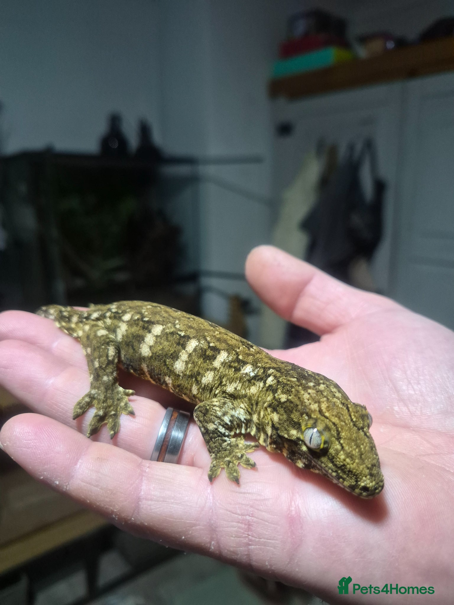 Gecko reptiles Leachie Gecko plus setup - Advert 1