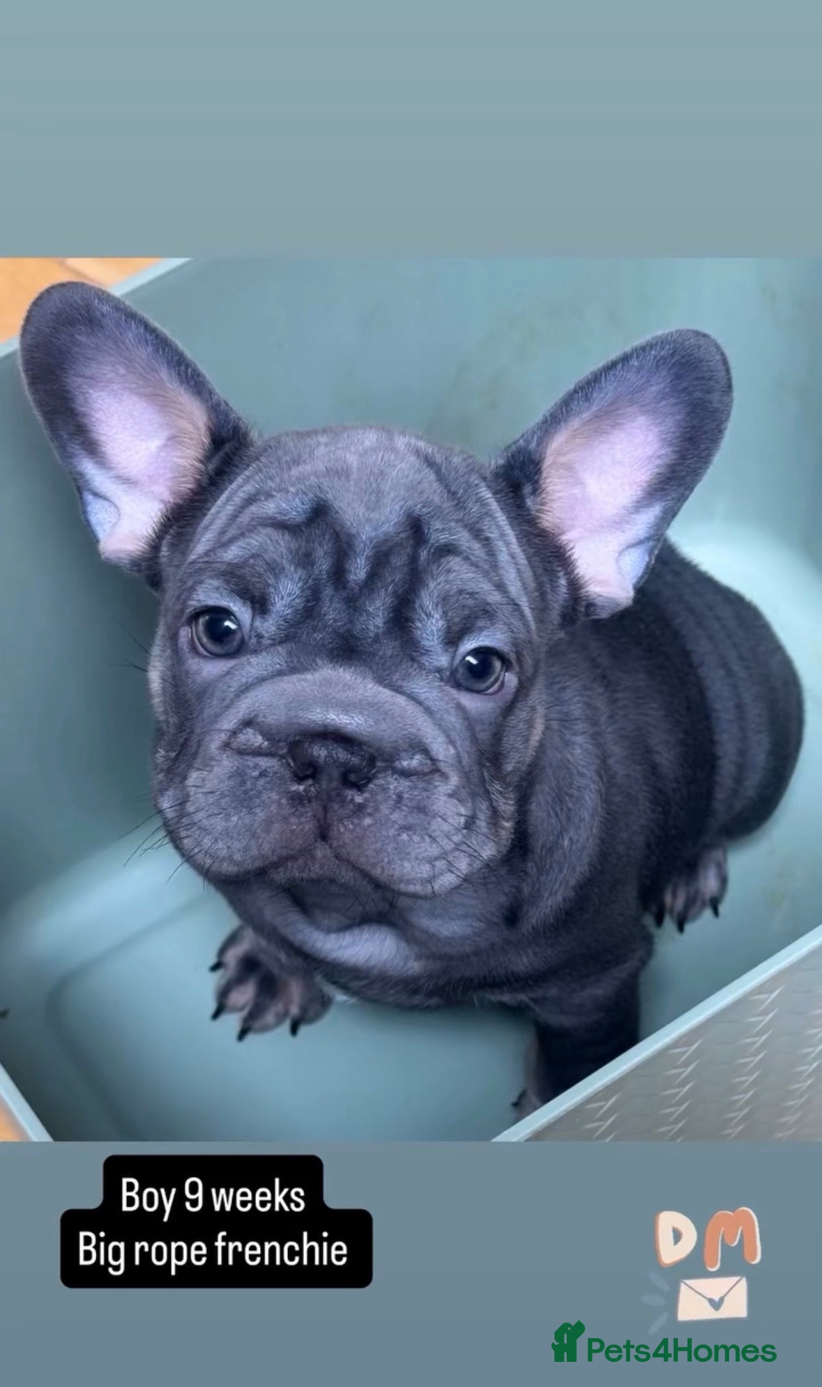 French Bulldog dogs  **  French bulldog puppies - Advert 1