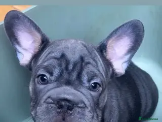 French Bulldog dogs ** French bulldog puppies - Advert 13