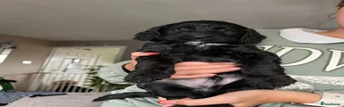 Cockapoo 1