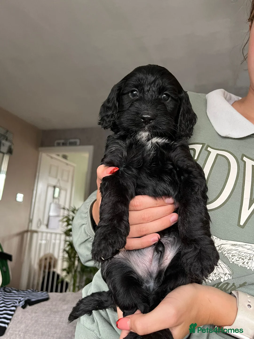 Cockapoo dogs for sale: Cockapoo puppies 2 boys and 1 girl left - Advert 5