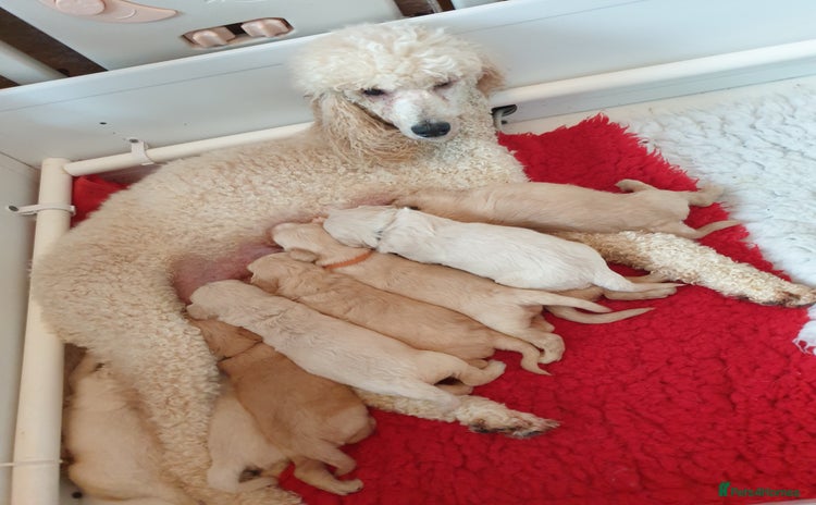 Goldendoodle dogs - Advert 5