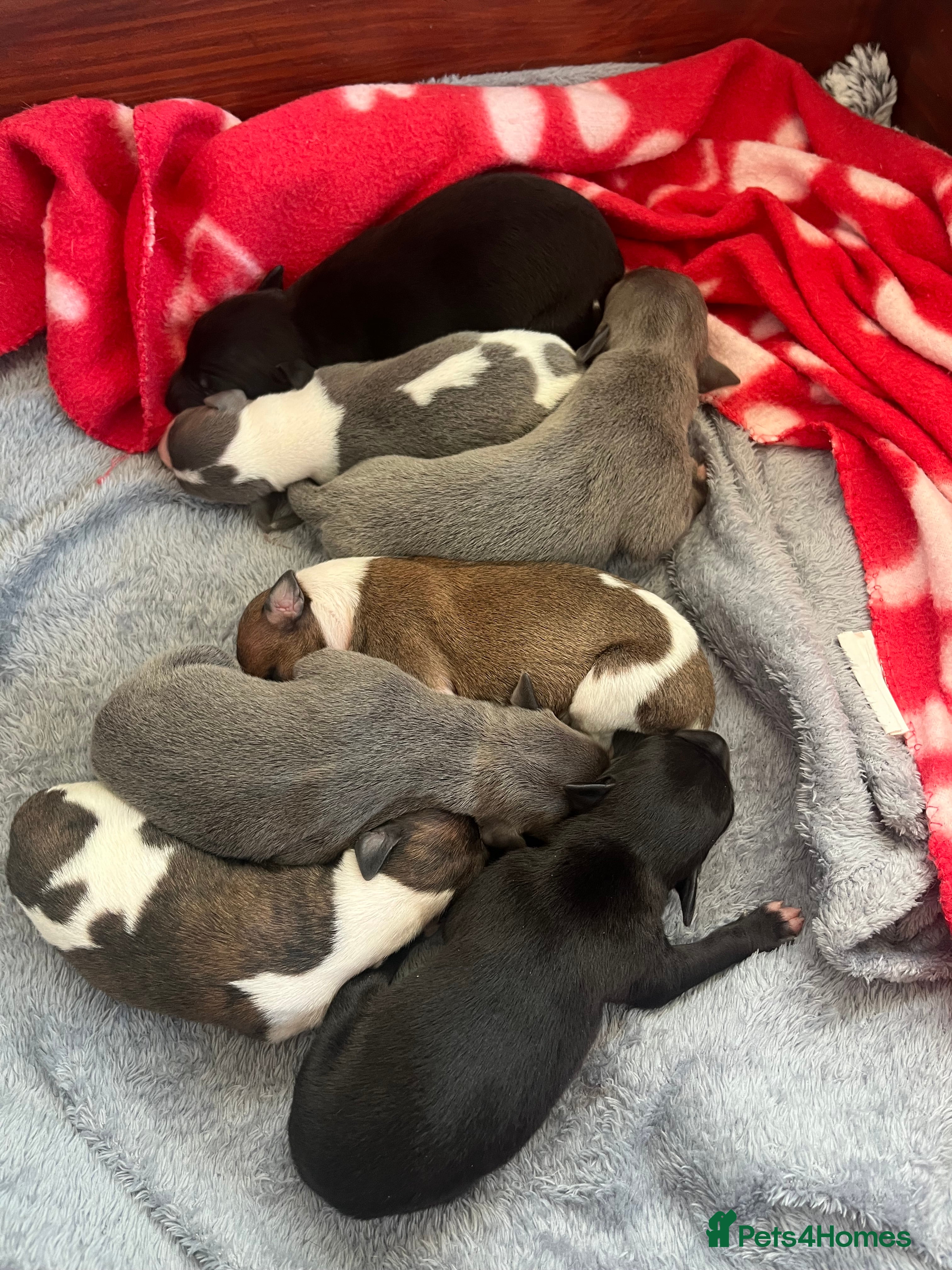 Whippet dogs KC registered stunning selection whippet pups - Advert 18