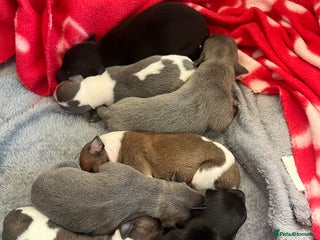 Whippet dogs KC registered stunning selection whippet pups - Advert 18