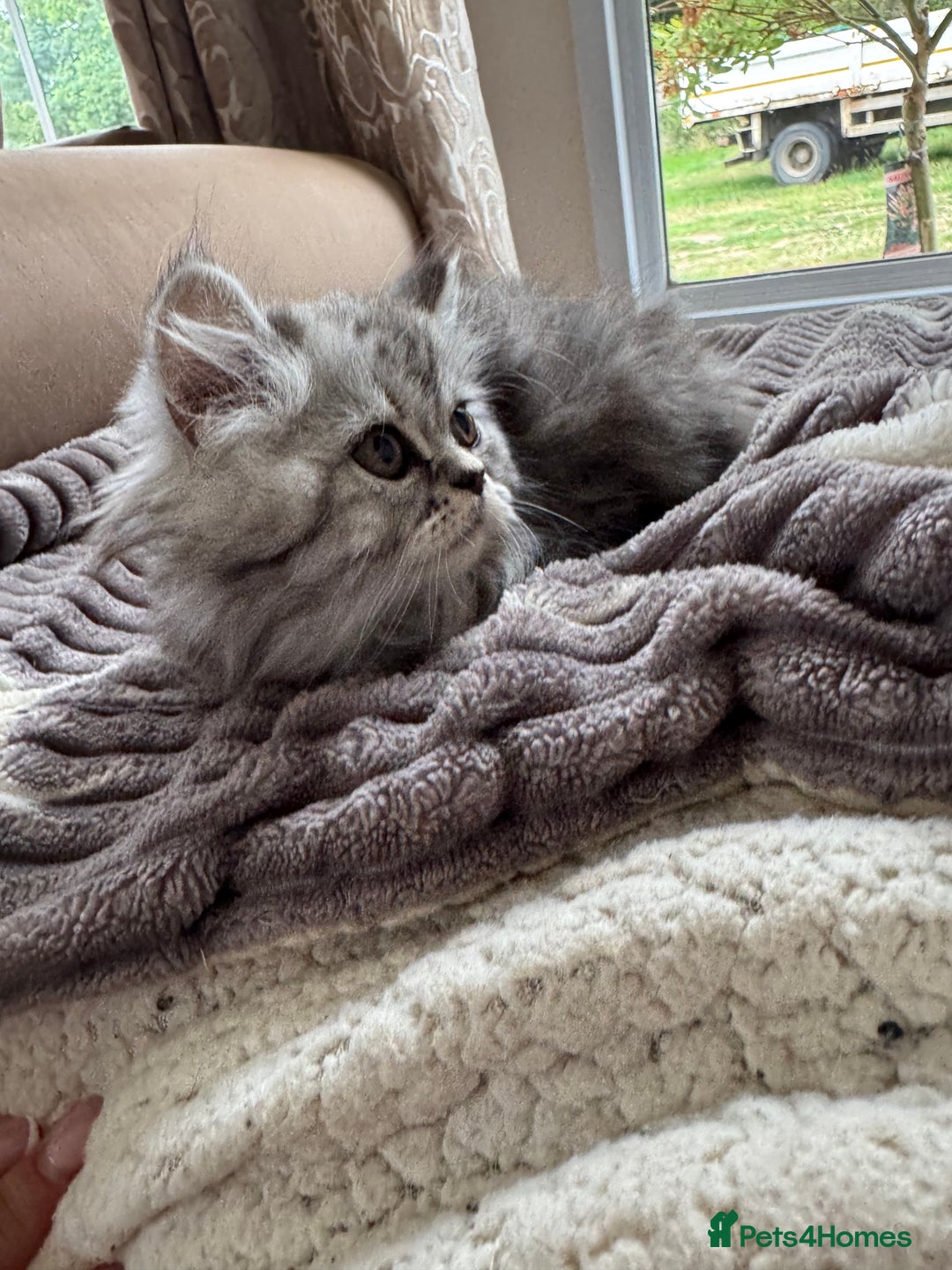 Persian cats for sale: Stunning silver Persian kittens  - Image 6