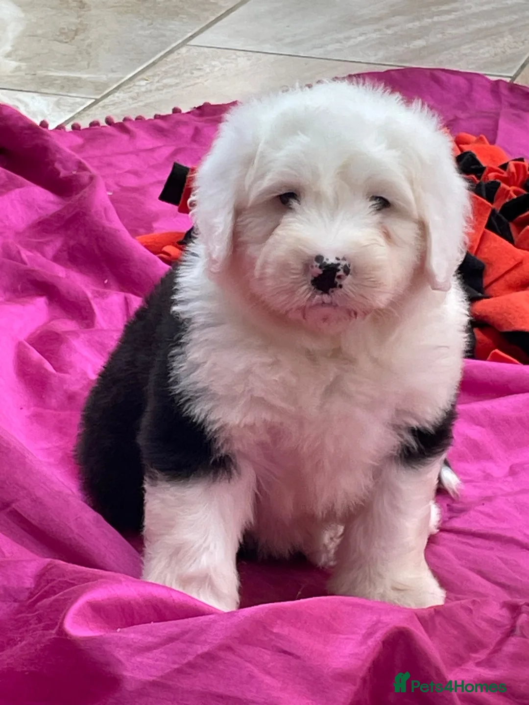 Old English Sheepdog dogs for sale: Old English sheep pups  - Advert 1