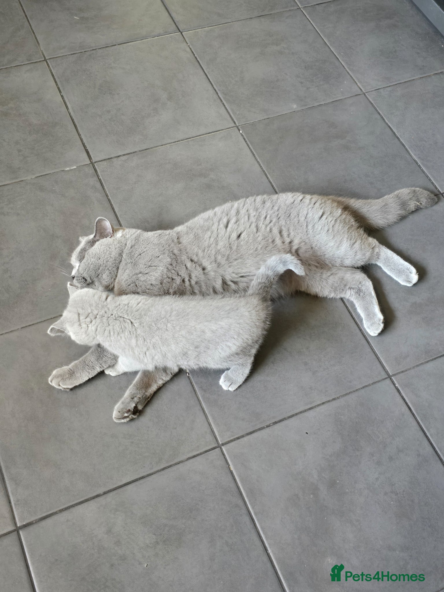 British Shorthair cats for sale: Adorable British shorthair kitten - Advert 7