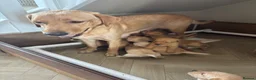 Labrador Retriever dogs for sale: Golden Labrador puppies (shorthair) - Advert 16
