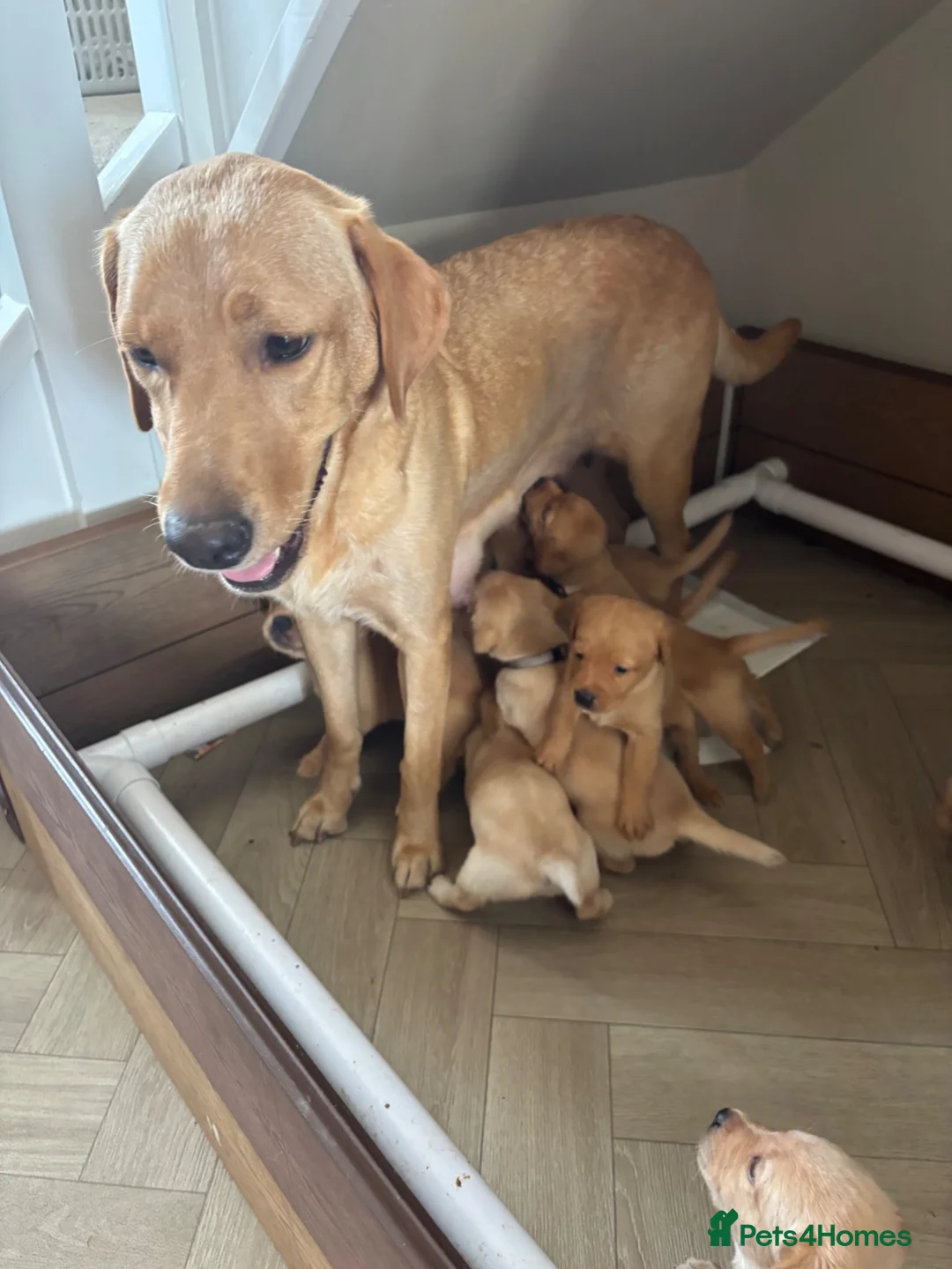 Labrador Retriever dogs for sale: Golden Labrador puppies (shorthair) - Advert 16