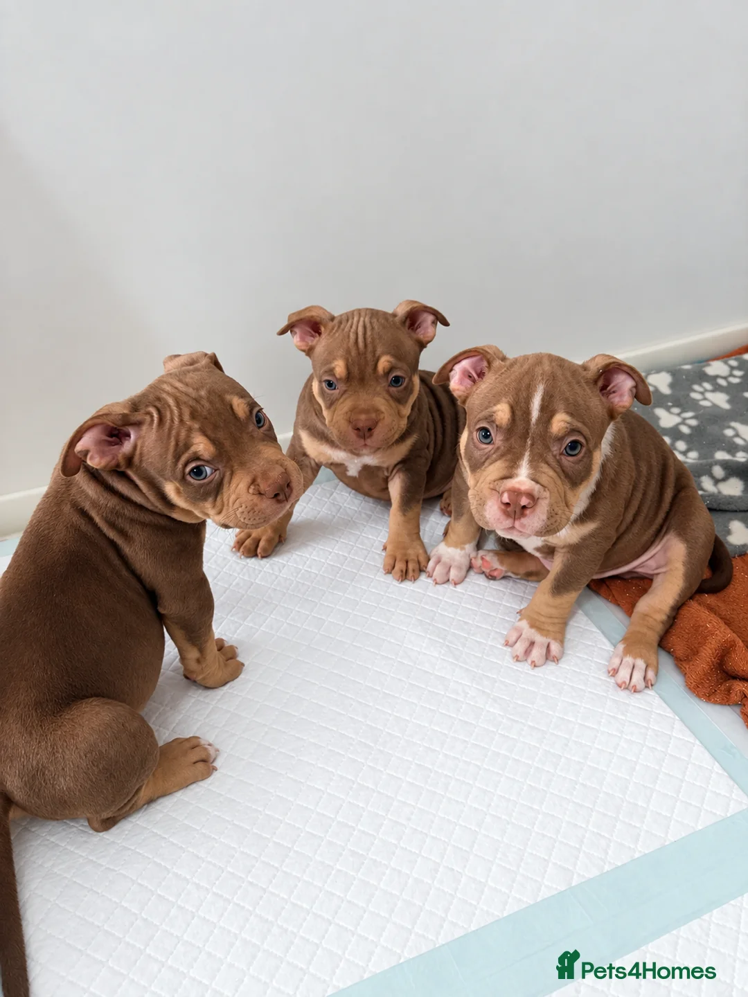 American Bully dogs for sale: American pocket bullies - Advert 6