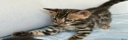 Bengal cats for sale: Adorable Bengal kittens pedigree ready to reserve - Advert 22