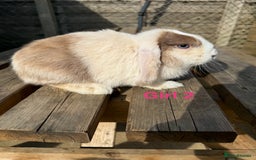 Mini Lop rabbits for sale: Gorgeous mini lops - Image 4