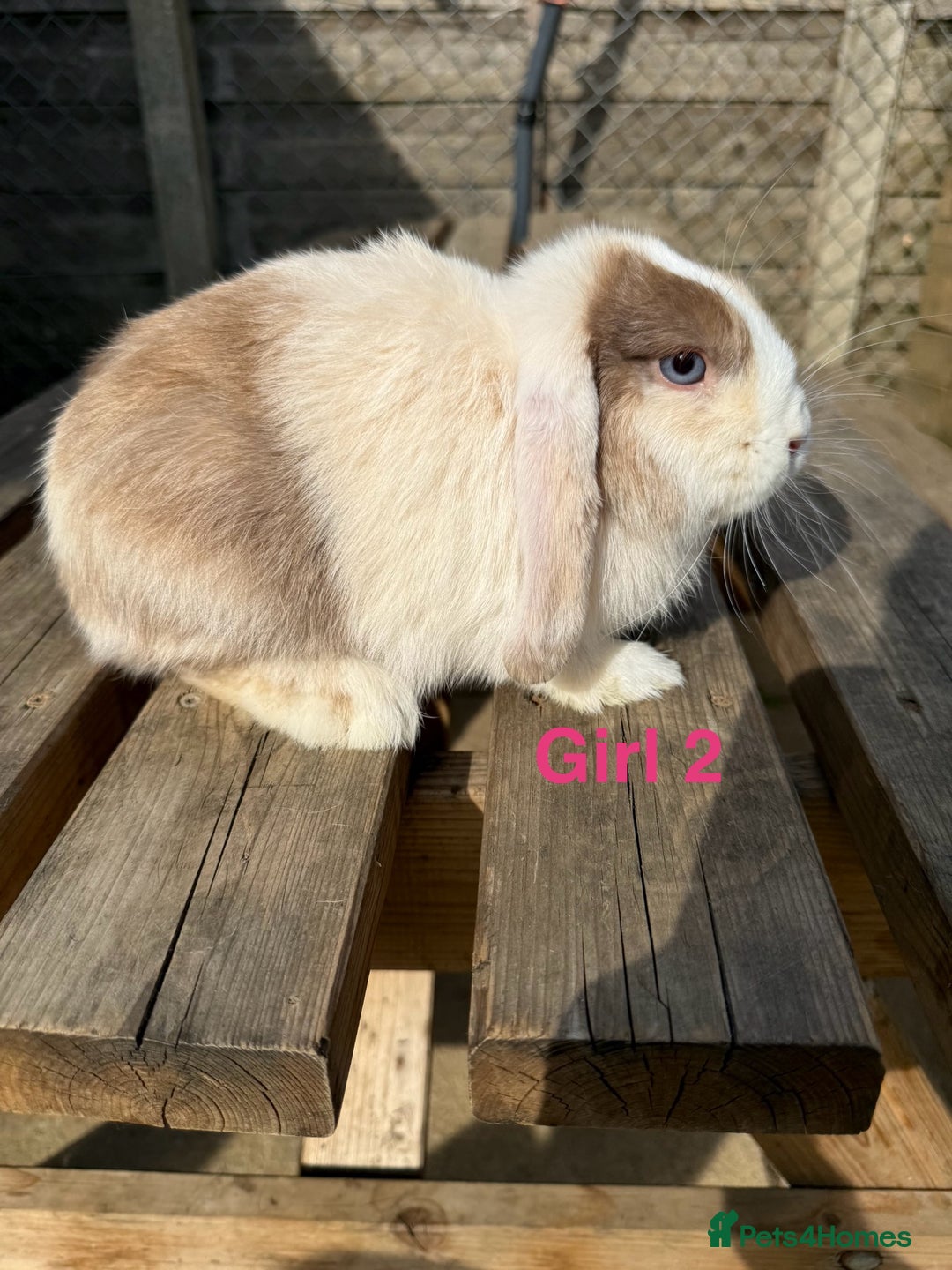 Mini Lop rabbits for sale: Gorgeous mini lops - Image 4