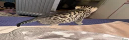 Bengal cats for sale: Cashmere bengals - Advert 17