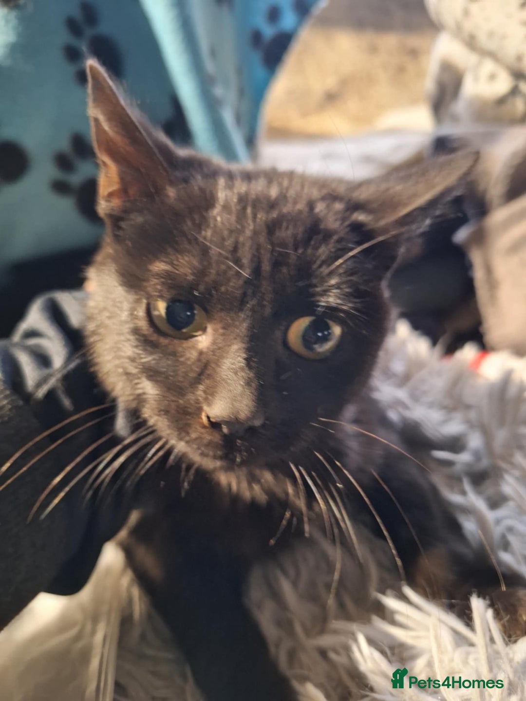 Mixed Breed cats for adoption: Peach for adoption - Advert 2