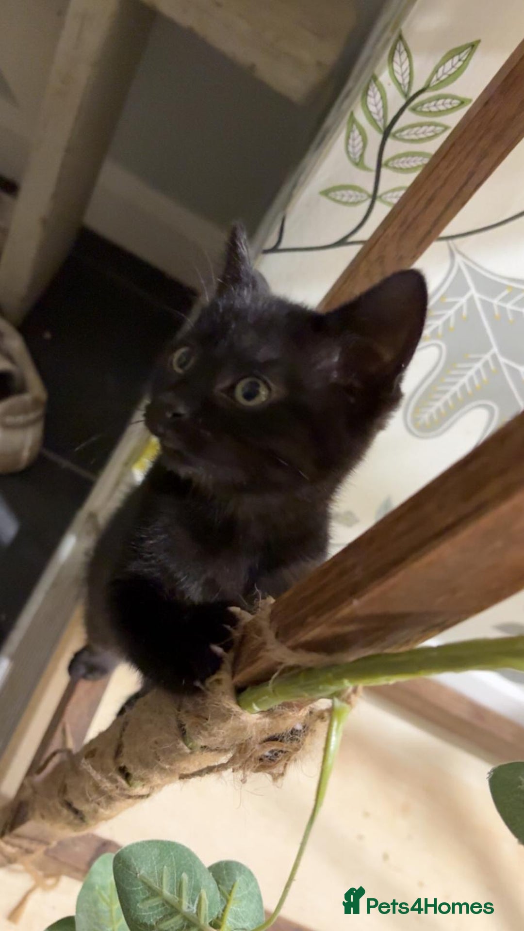 Mixed Breed cats for sale: Kittens ready for their new homes  - Advert 5