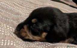 Mixed Breed dogs for sale: 3 beautiful male miniature dachshunds mix - Advert 5