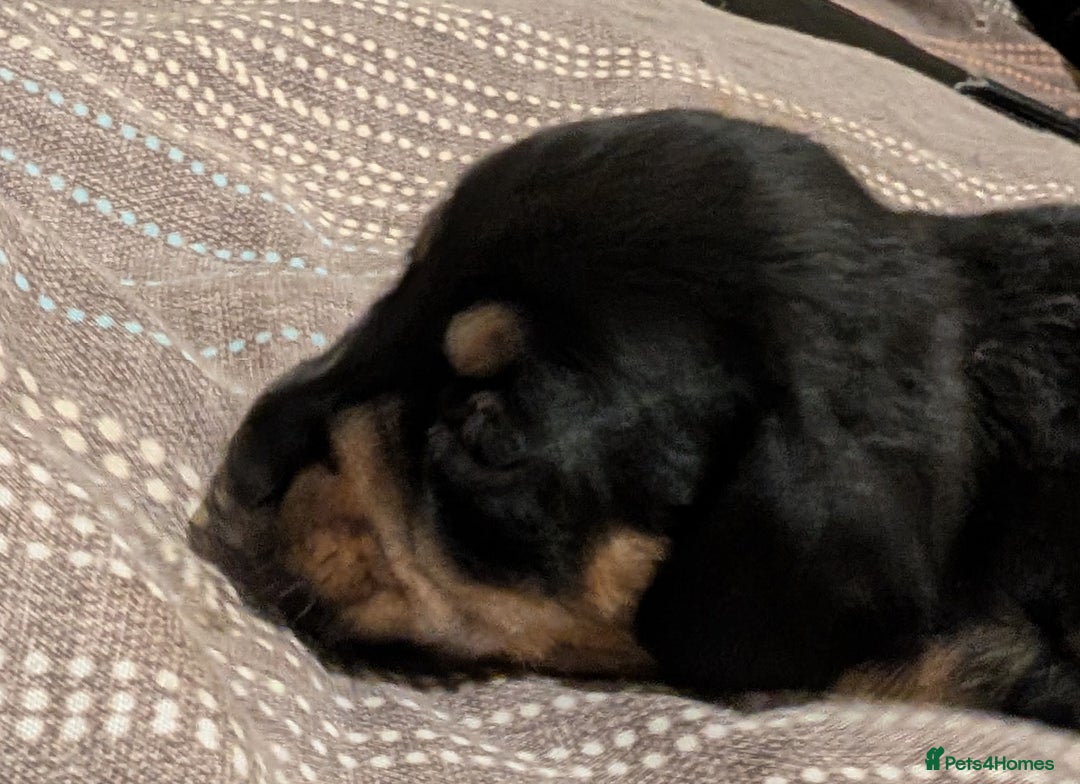 Mixed Breed dogs for sale: 3 beautiful male miniature dachshunds mix - Advert 5