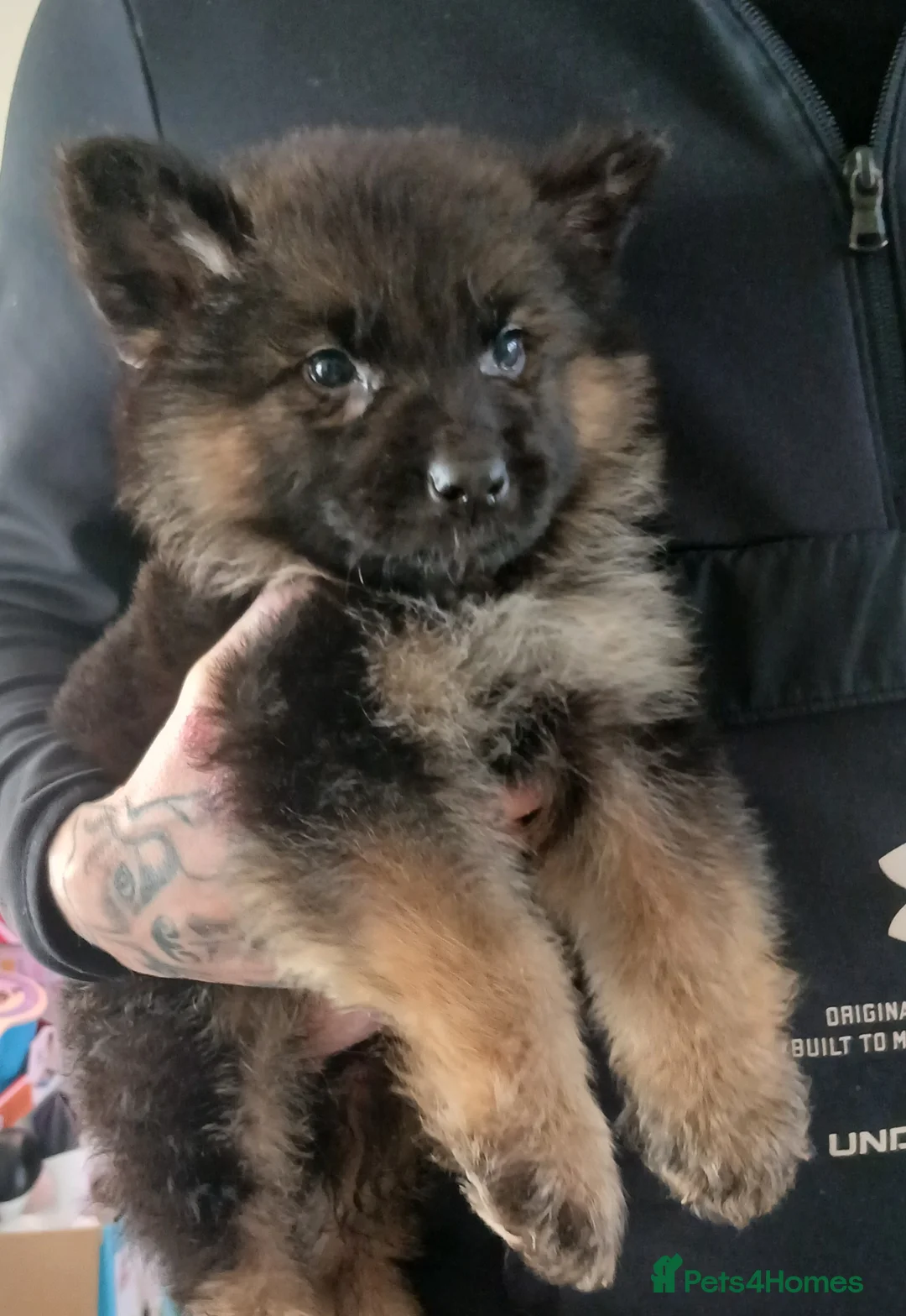 German Shepherd dogs for sale: OUTSTANDING long coat female puppy READY NOW - Advert 9