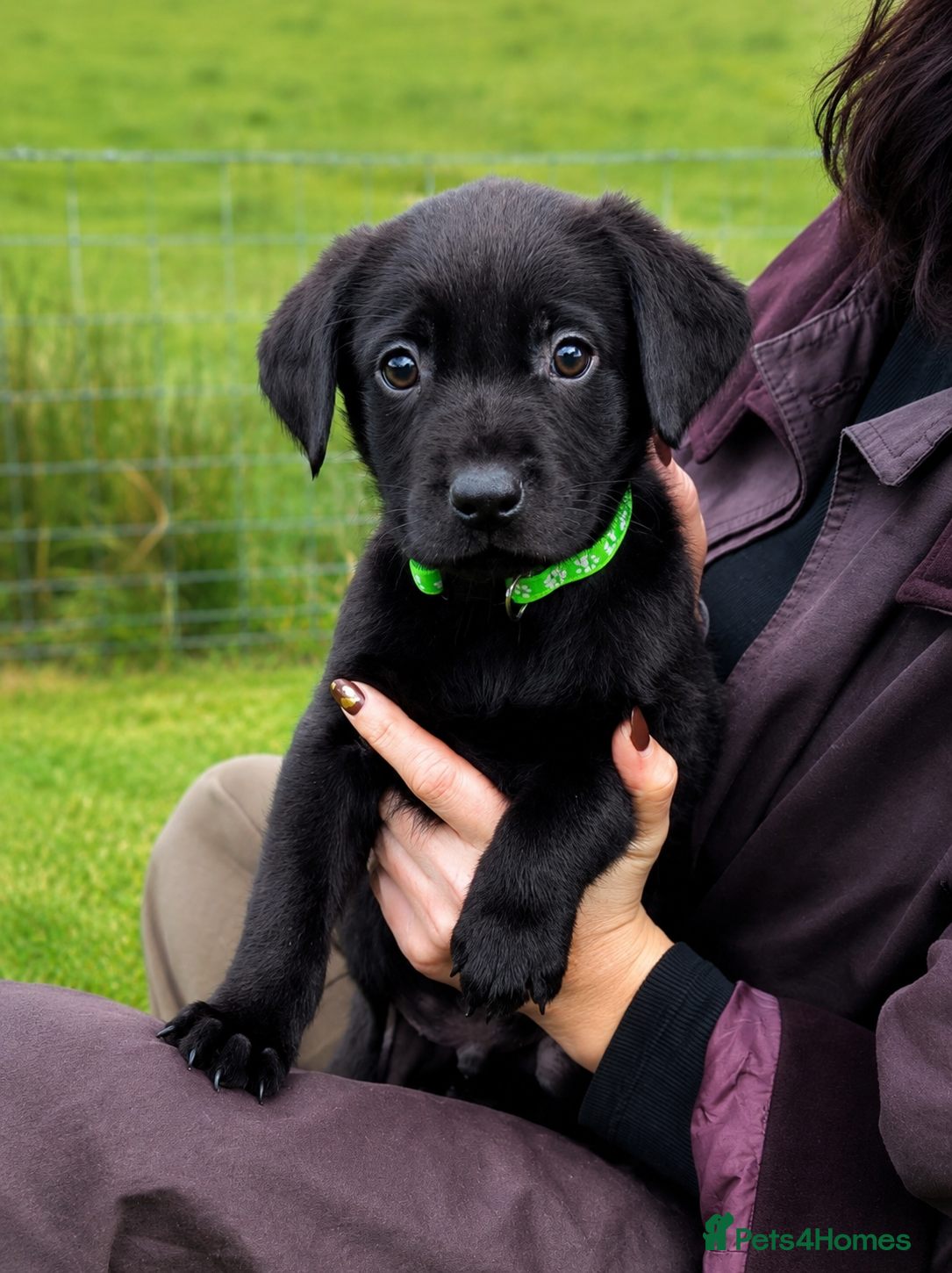 Labrador Retriever dogs Last RKC Black Puppy - Ready Now   - Advert 11