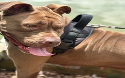 Mixed Breed dogs for sale: Harley  - Image 2