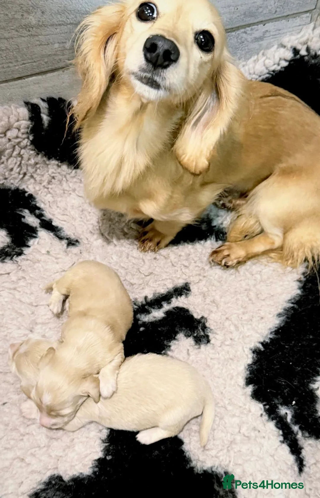 Miniature Dachshund dogs for sale: 🩷✨stunning Long hair cream Kc very light  ✨ - Advert 10