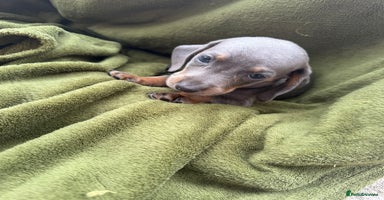 Miniature Dachshund dogs - Advert 4