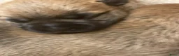 Cairn Terrier dogs for sale: KC reg Cairn Terrier pups  - Advert 5