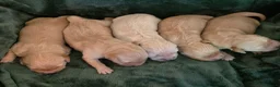 Golden Retriever dogs for sale: 🤍 Golden Retriever Puppies Raised with Love 🐾 - Advert 17