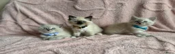 Ragdoll cats for sale: Cat / Kittens Ragdoll in Leeds - Advert 2
