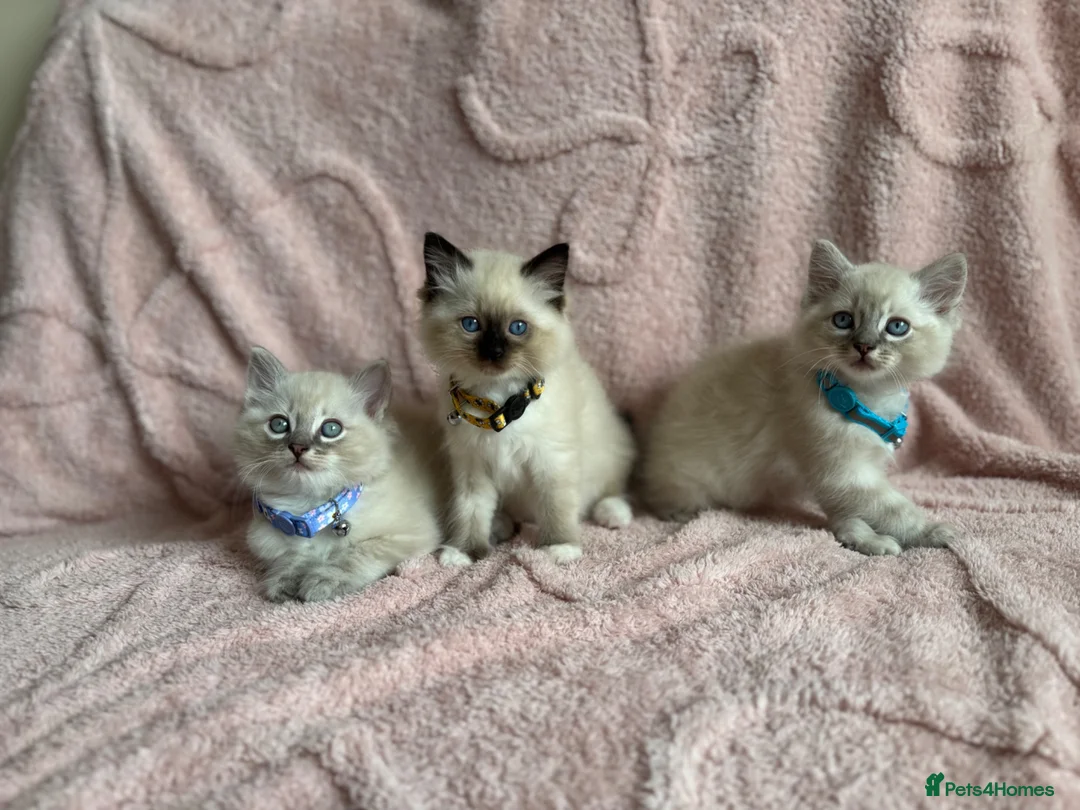 Ragdoll cats for sale: Cat / Kittens Ragdoll in Leeds - Advert 2