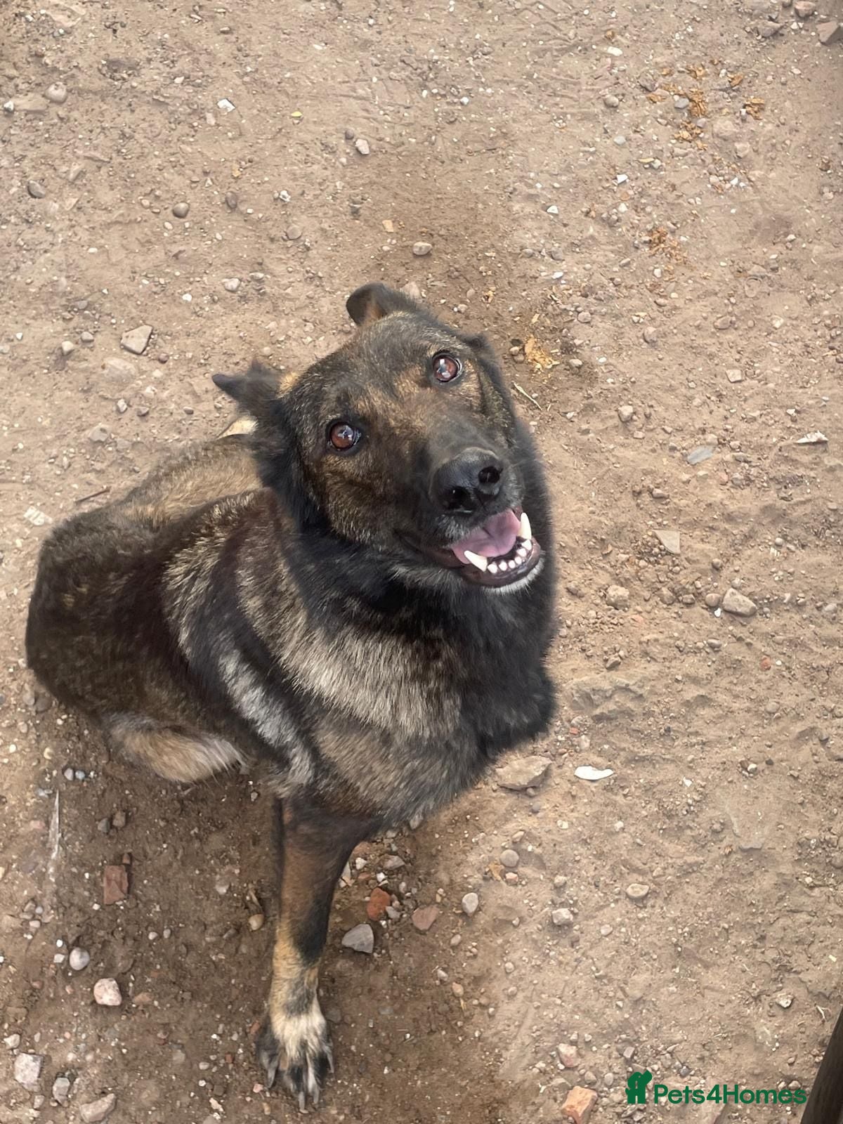 Mixed Breed dogs Belgian Malinois x German sheppard puppies - Advert 3