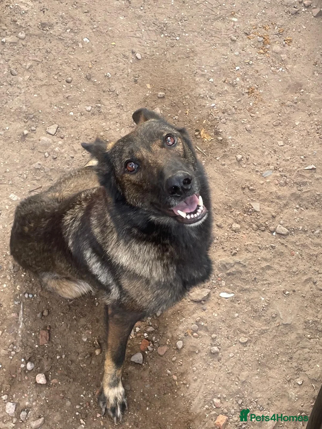 Mixed Breed dogs for sale: Belgian Malinois x German sheppard puppies - Advert 1