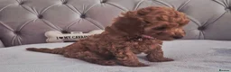Cavapoo dogs for sale: F1B HEALTH TESTED RUBY CAVERPOOS  - Advert 17