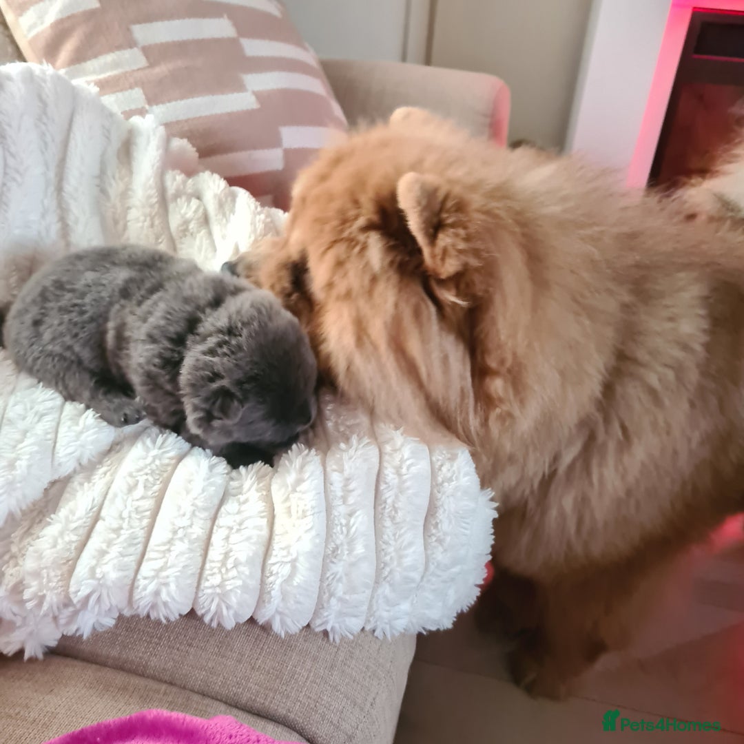 Chow Chow dogs for sale: Gorgeous kc chow chows in Middlesbrough - Image 9